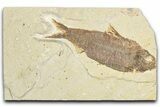 Detailed Fossil Fish (Knightia) - Wyoming #348050-1